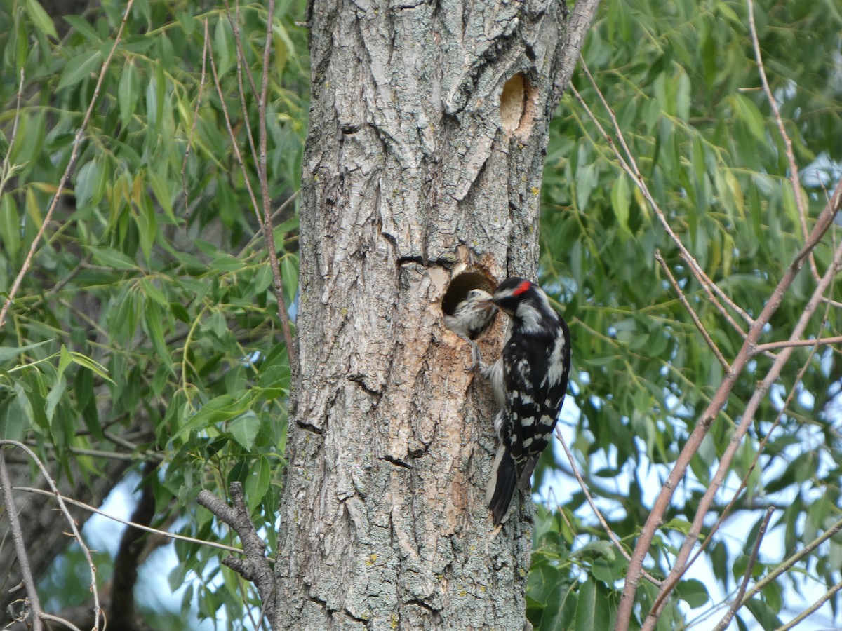 Downy Woodpecker - ML619628983
