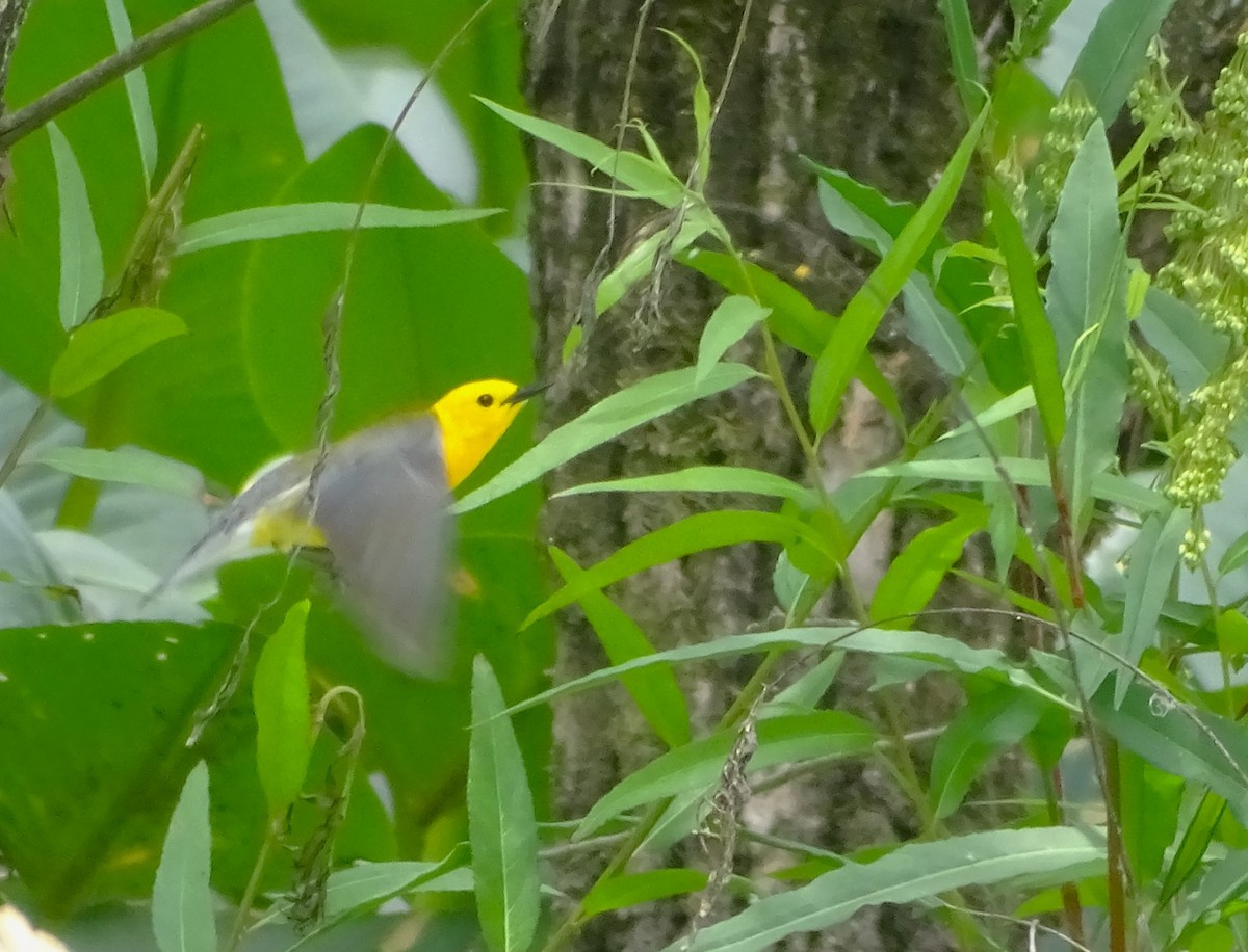 Prothonotary Warbler - ML619629009