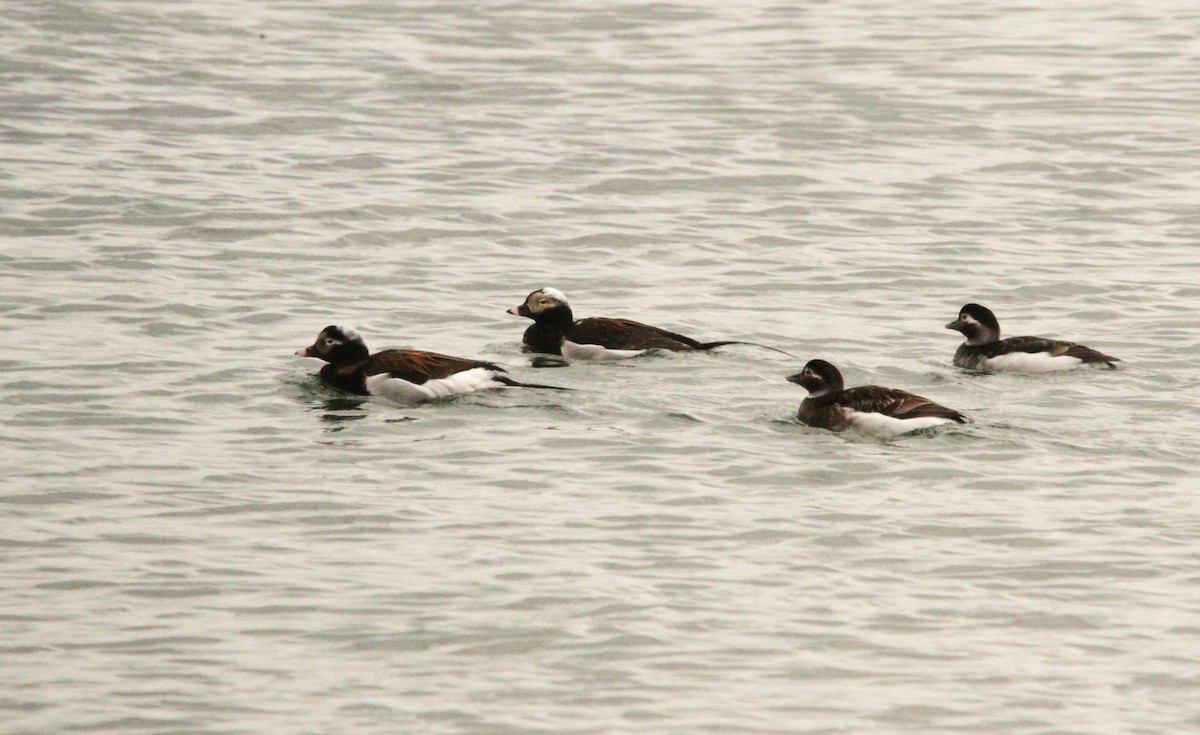 Long-tailed Duck - ML619629023