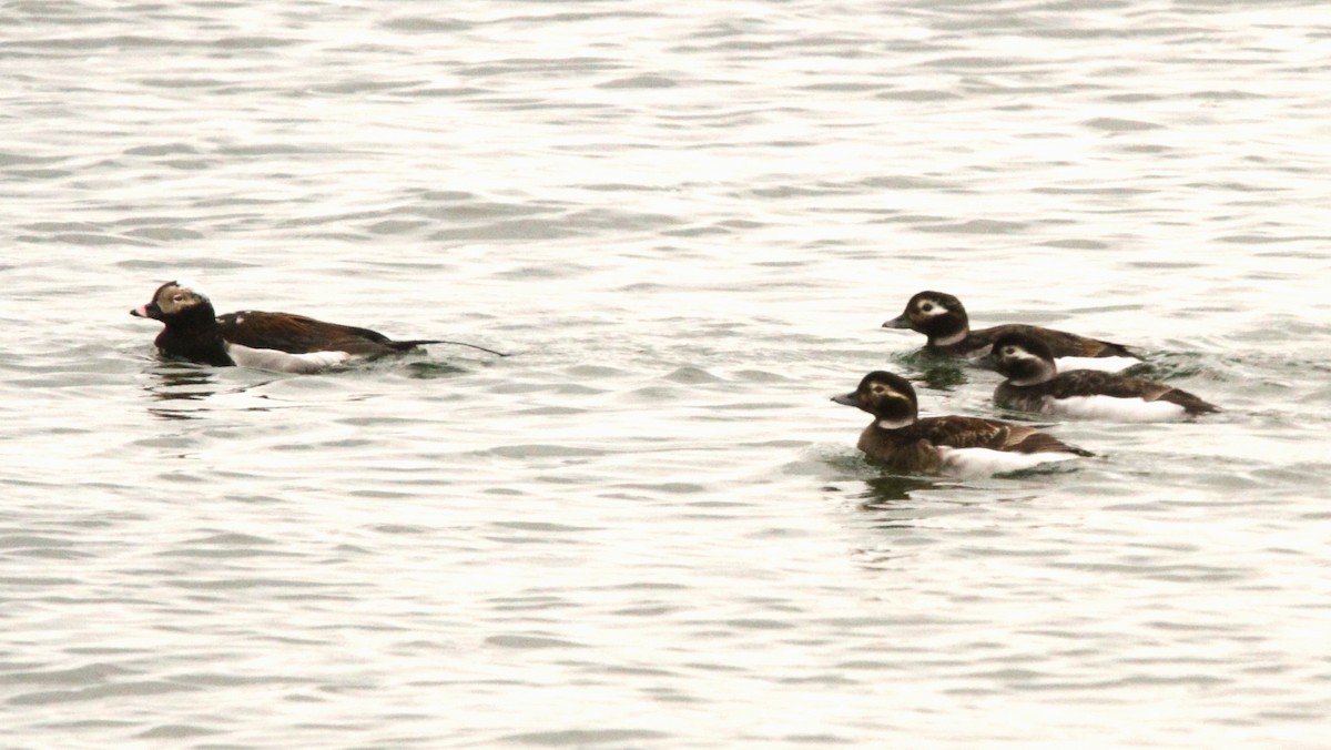 Long-tailed Duck - ML619629031