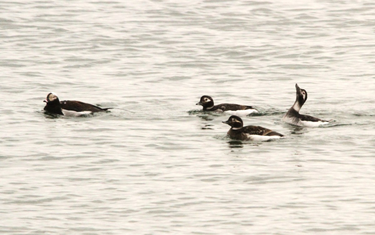 Long-tailed Duck - ML619629045