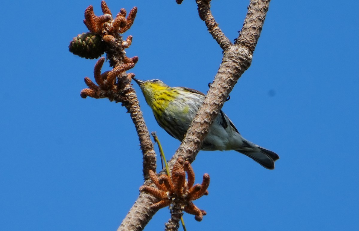 Cape May Warbler - ML619629072