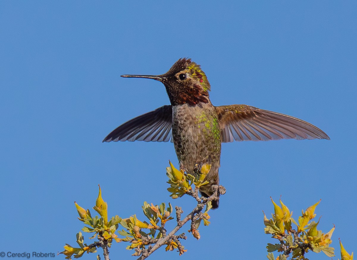 Anna's Hummingbird - ML619629093
