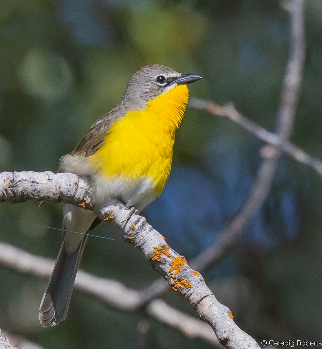 Yellow-breasted Chat - ML619629124