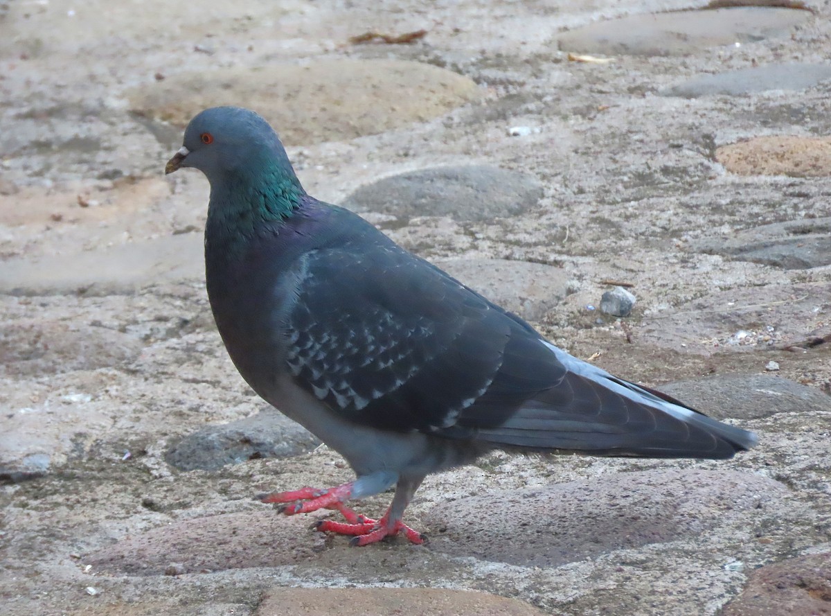 Rock Pigeon (Feral Pigeon) - ML619629154