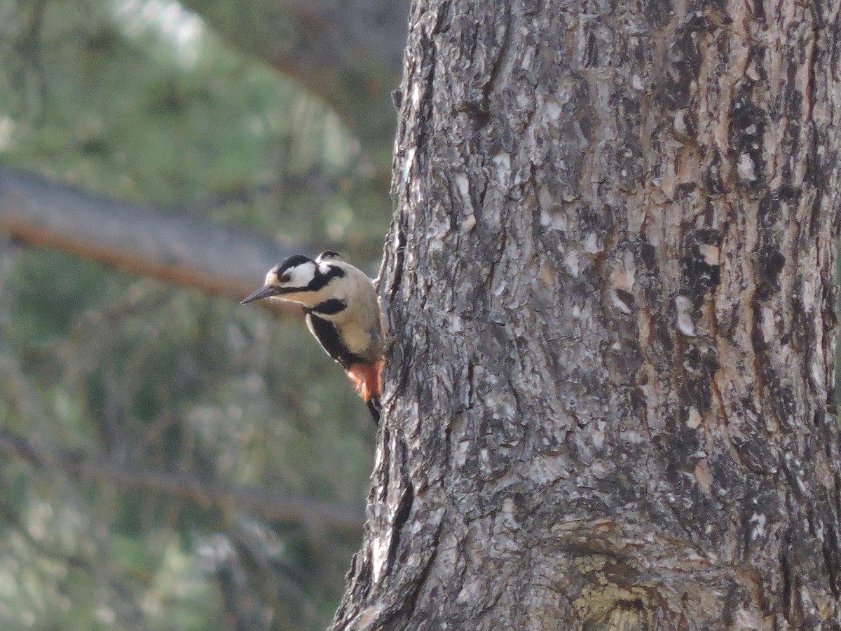 Great Spotted Woodpecker - ML619629183