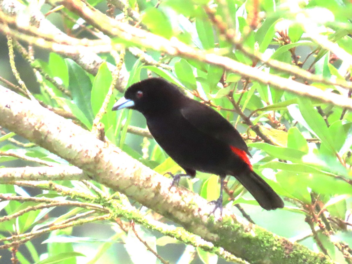 Scarlet-rumped Tanager - ML619629224
