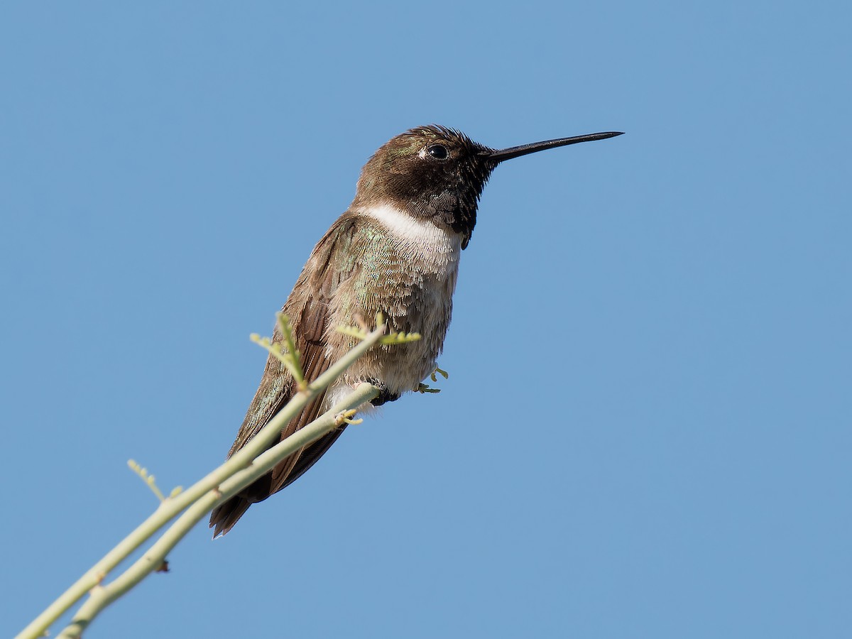 Black-chinned Hummingbird - ML619629243