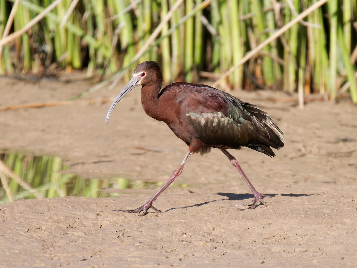 ibis americký - ML619629252