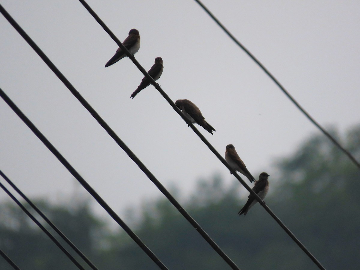 Northern Rough-winged Swallow - ML619629274