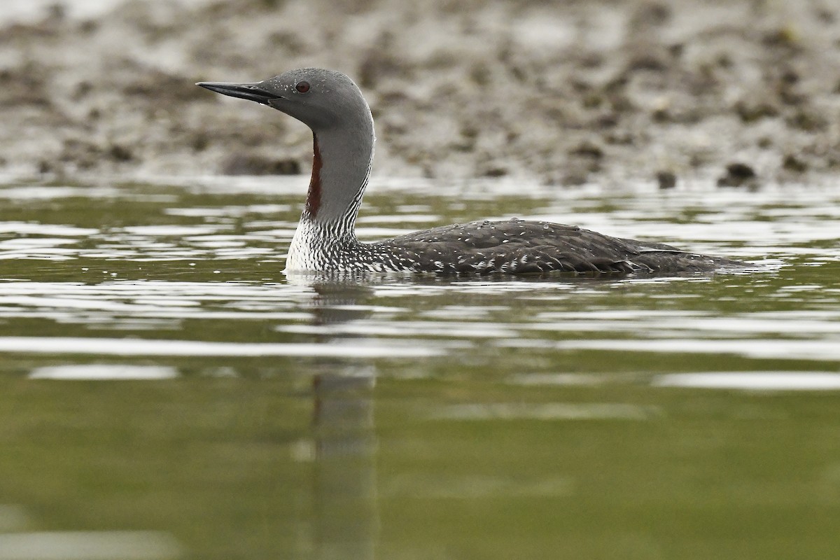 Red-throated Loon - ML619629392