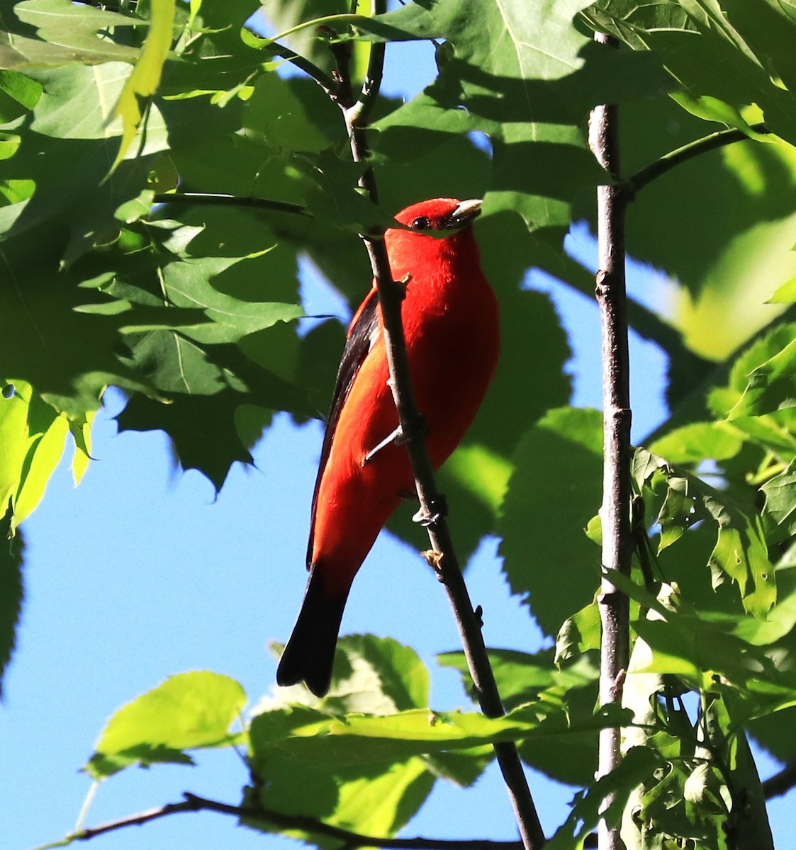Scarlet Tanager - ML619629403