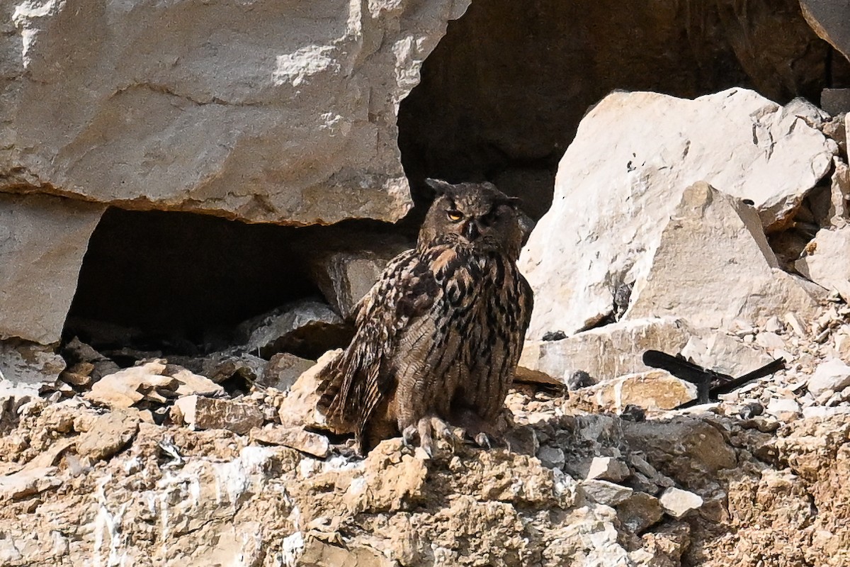 Eurasian Eagle-Owl - ML619629443