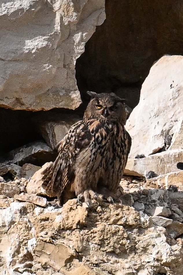 Eurasian Eagle-Owl - ML619629445