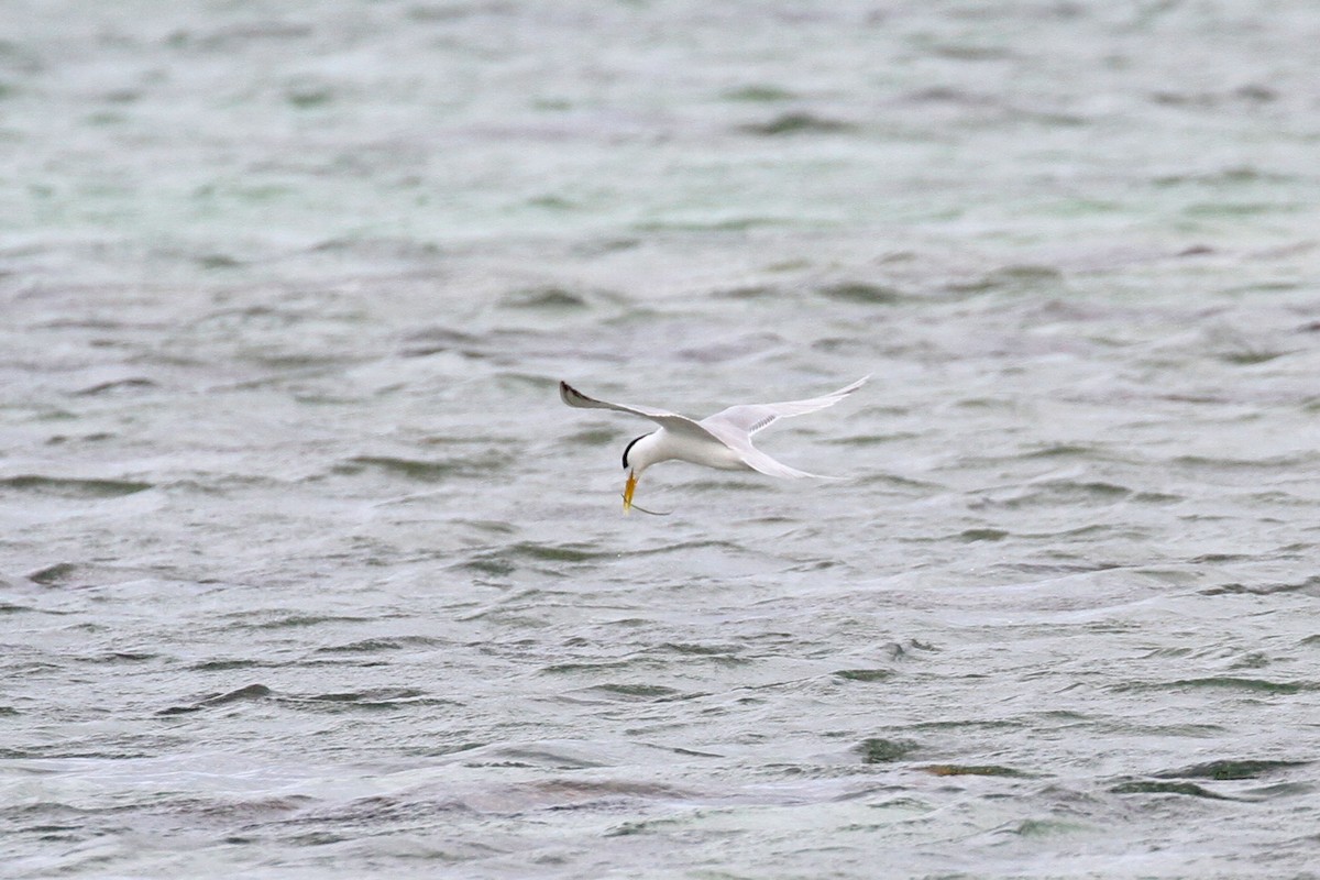 Great Crested Tern - ML619629465