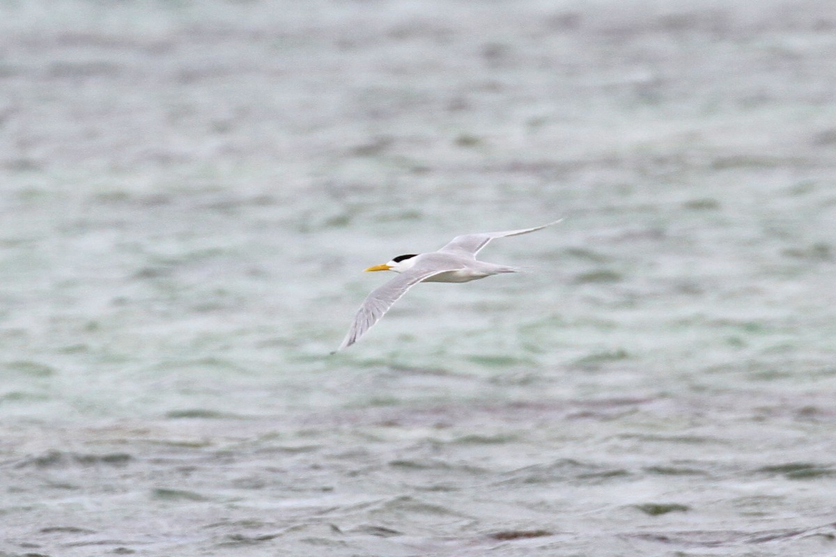 Great Crested Tern - ML619629468