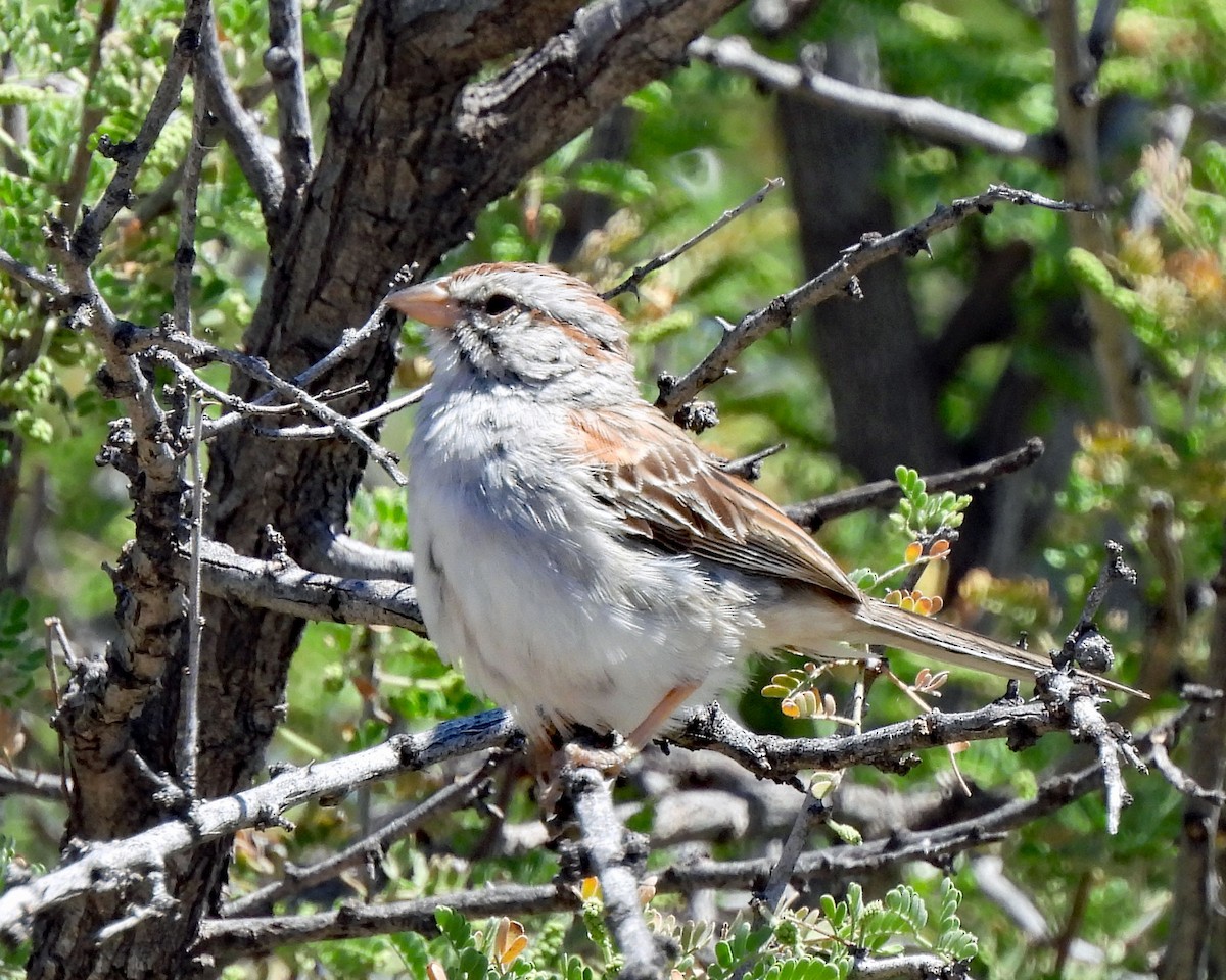 Rufous-winged Sparrow - ML619629497