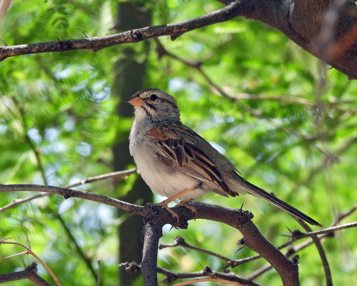 Rufous-winged Sparrow - ML619629498