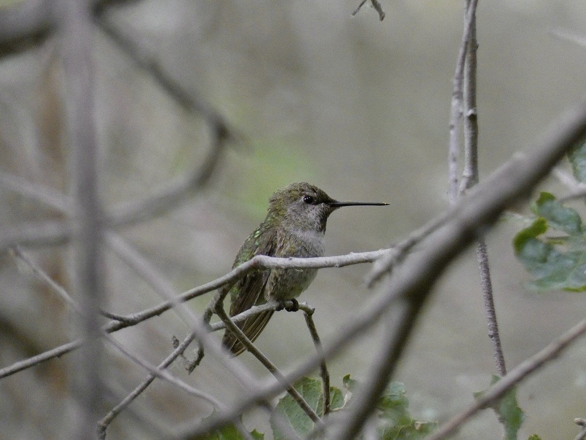 Anna's Hummingbird - ML619629516