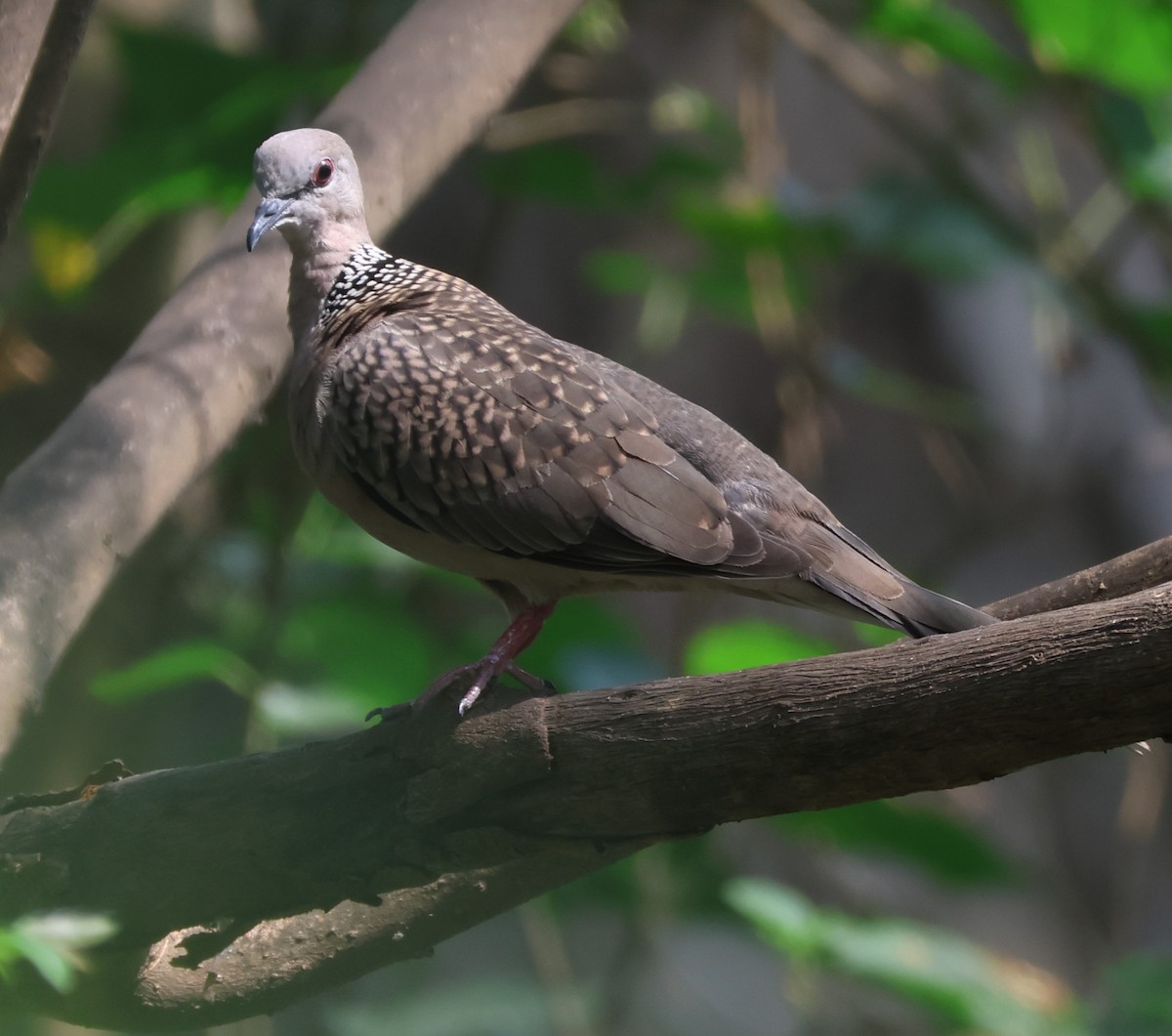 Spotted Dove - ML619629520