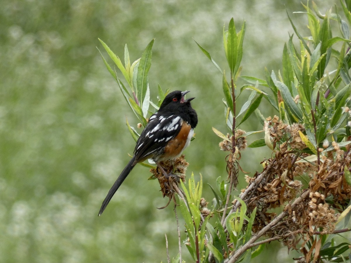 Spotted Towhee - ML619629581