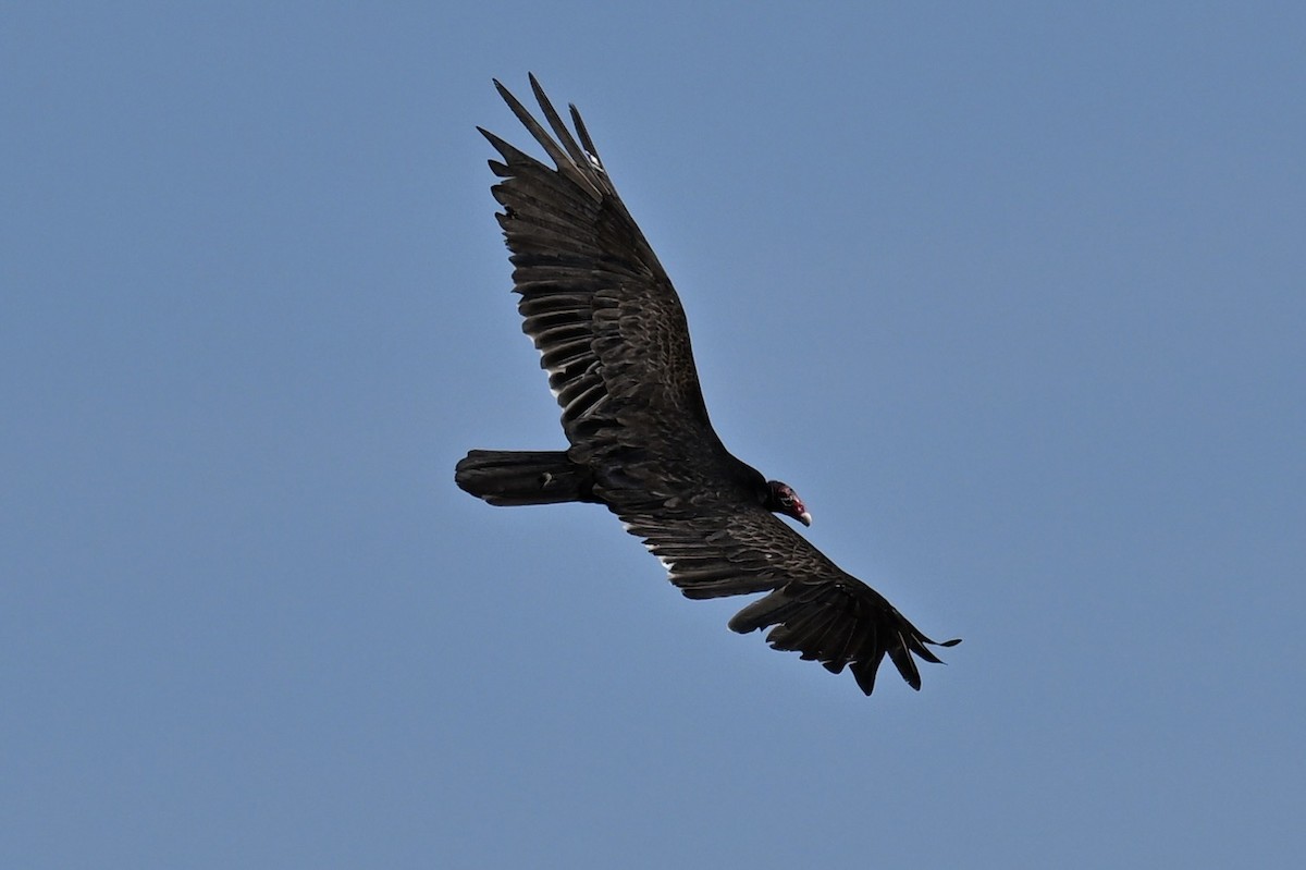 Turkey Vulture - ML619629583