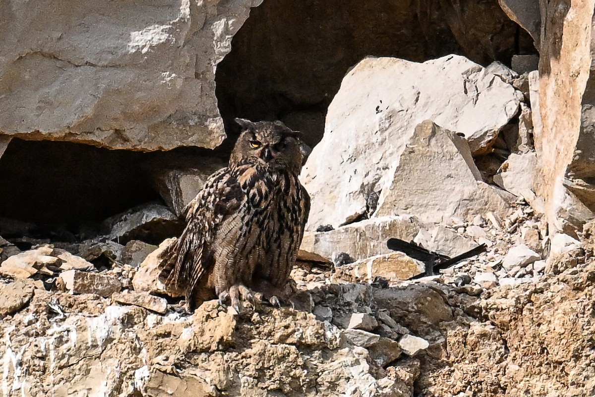 Eurasian Eagle-Owl - ML619629636