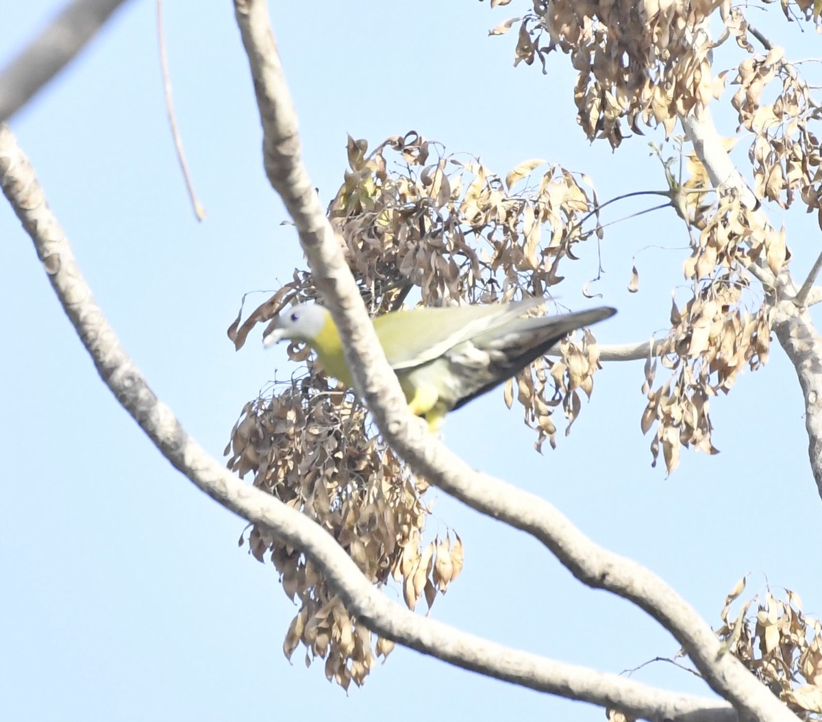 Yellow-footed Green-Pigeon - ML619629677