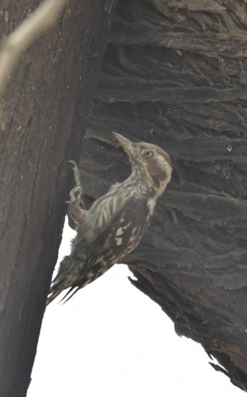 Brown-capped Pygmy Woodpecker - ML619629696