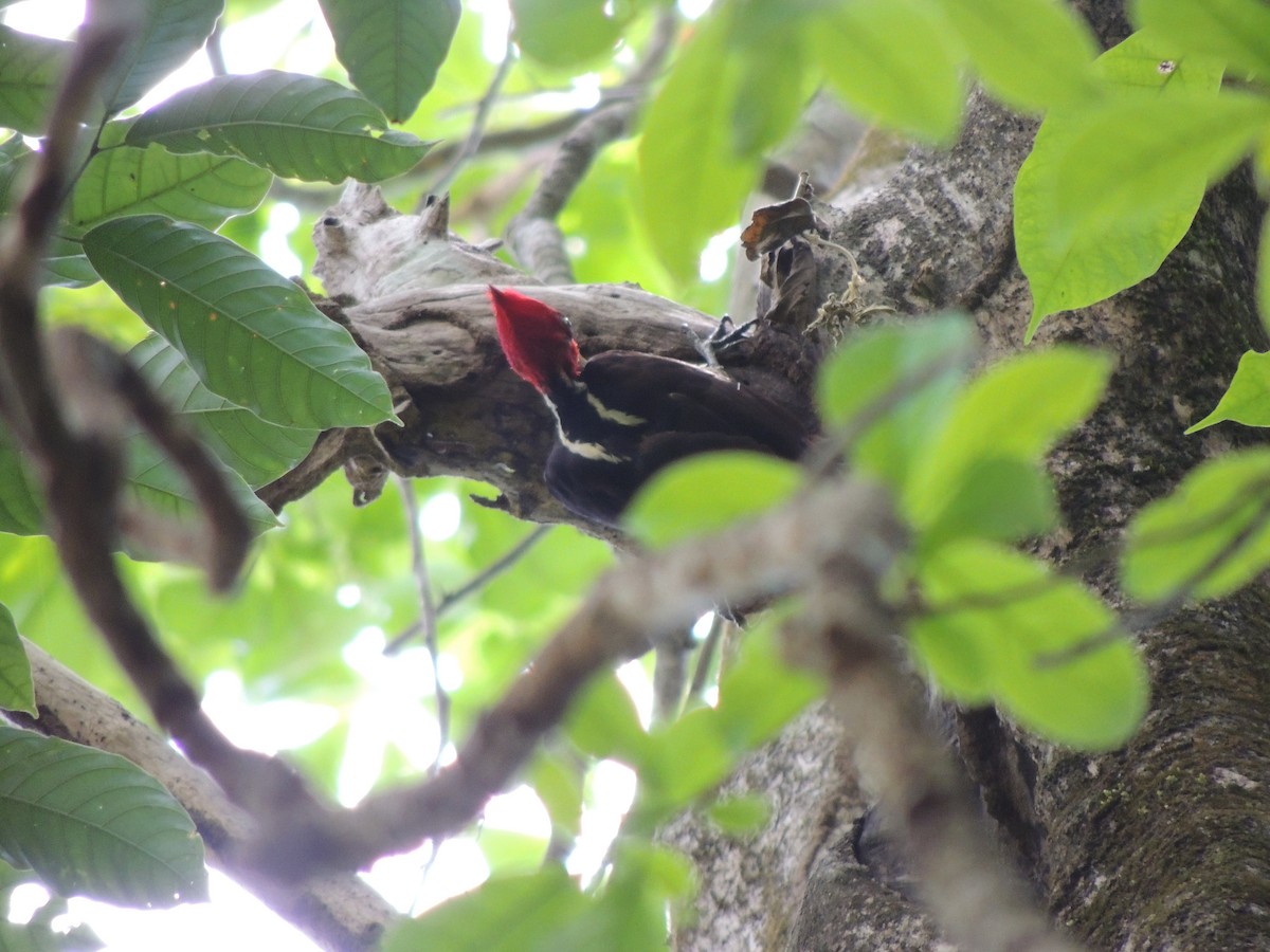 Pale-billed Woodpecker - ML619629702
