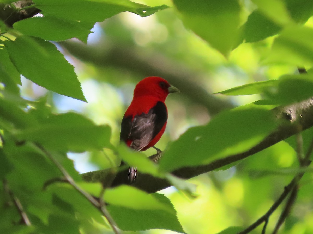 Scarlet Tanager - ML619629746