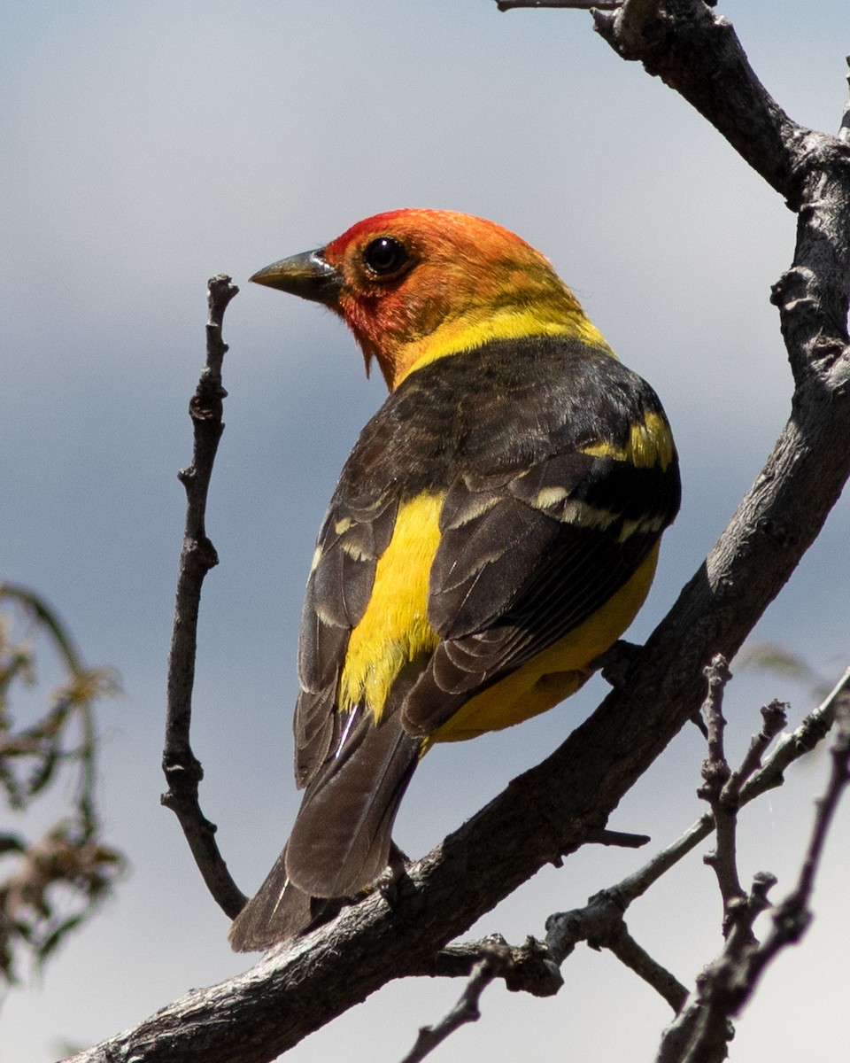Western Tanager - ML619629827