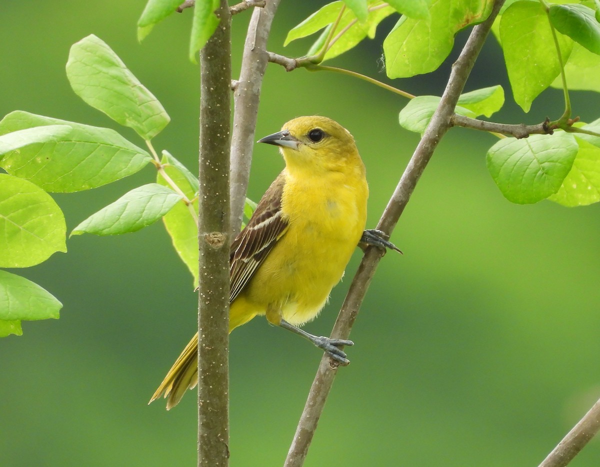Orchard Oriole - ML619629851