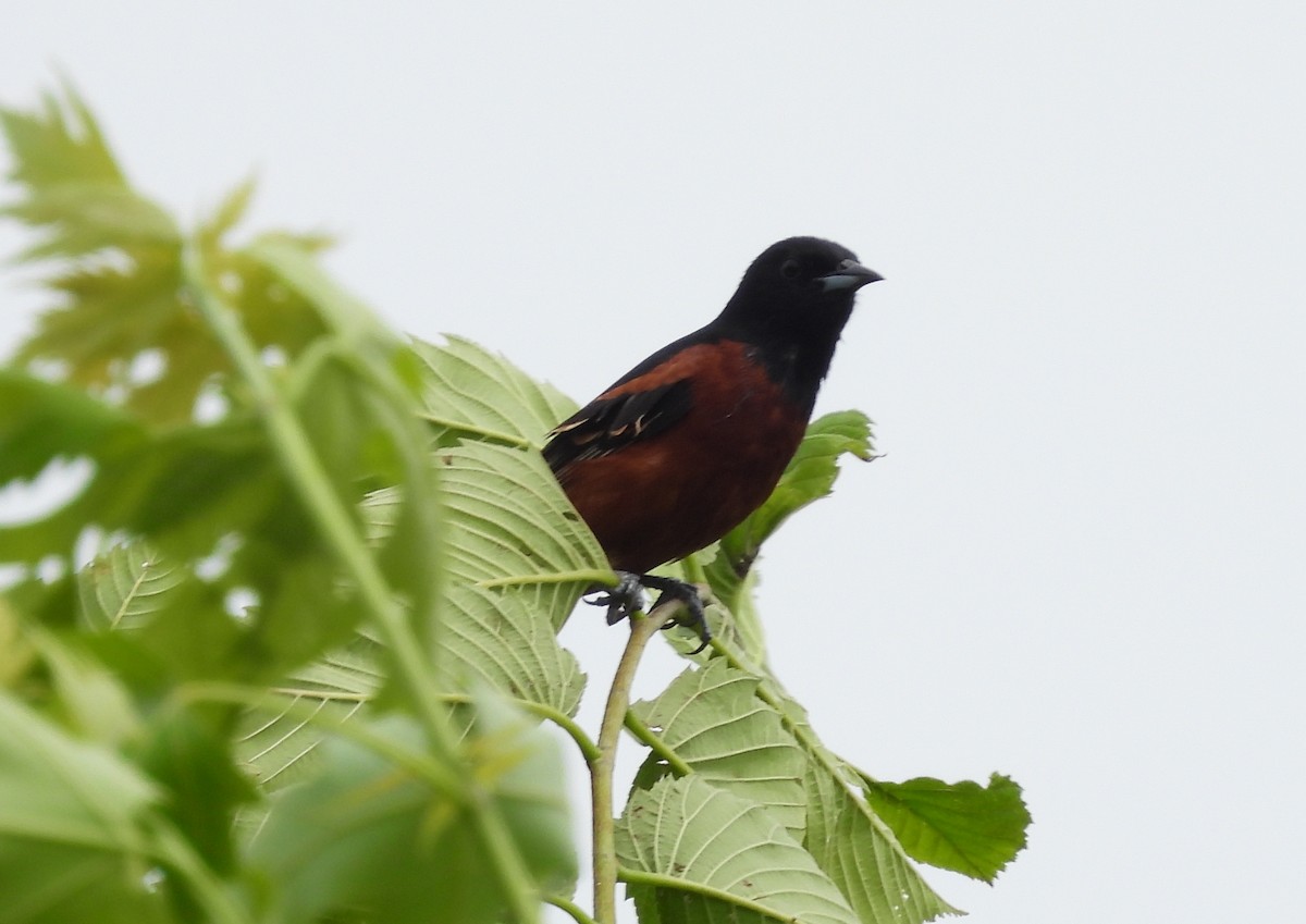 Orchard Oriole - ML619629865