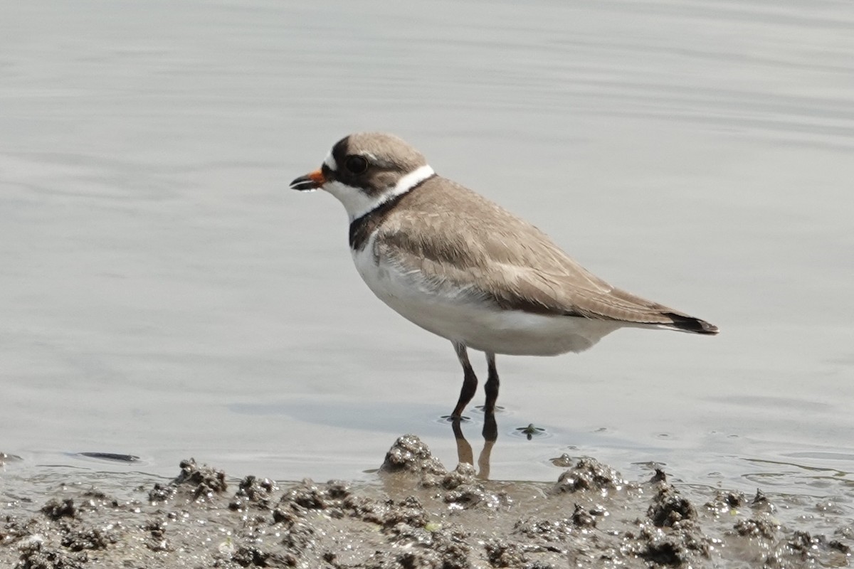 Semipalmated Plover - ML619629874