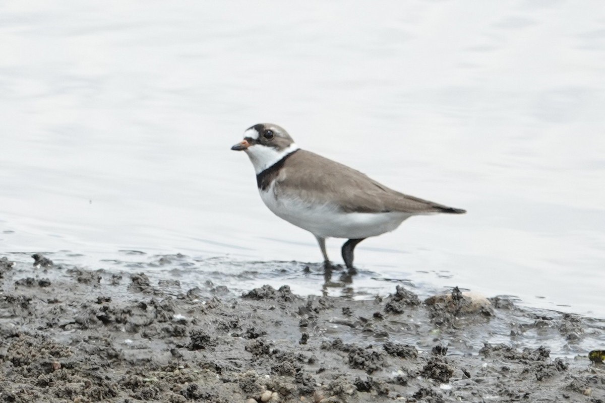 Semipalmated Plover - ML619629875