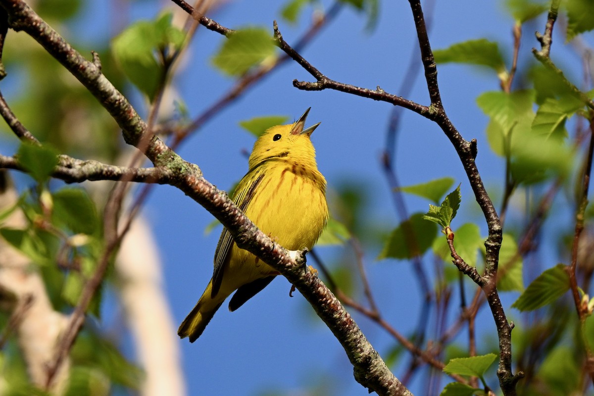 Yellow Warbler (Northern) - ML619629896