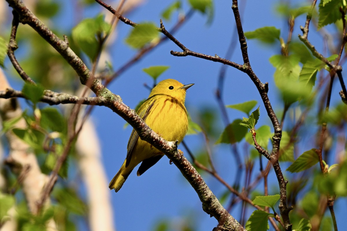 Yellow Warbler (Northern) - ML619629906