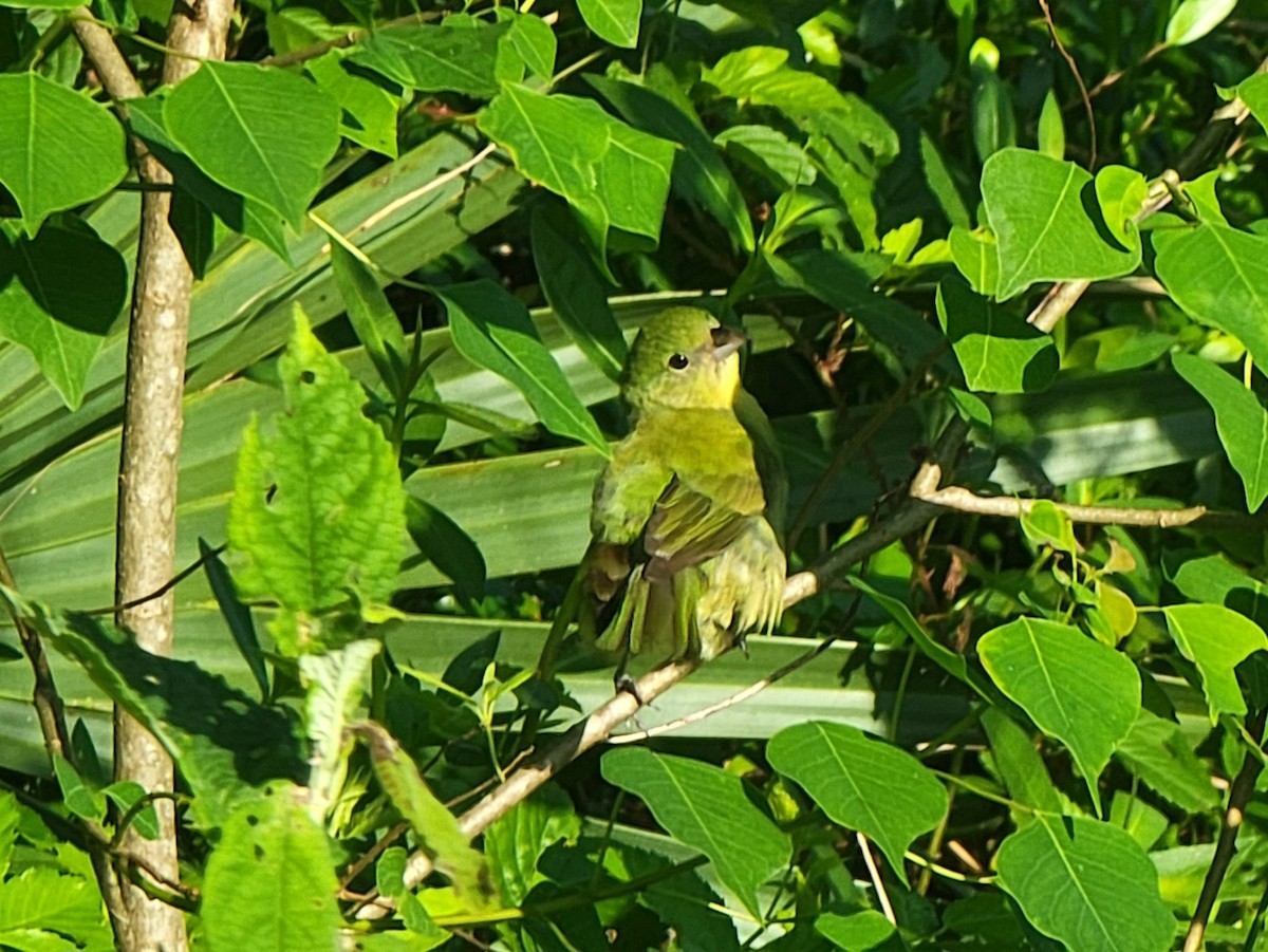Painted Bunting - ML619629923