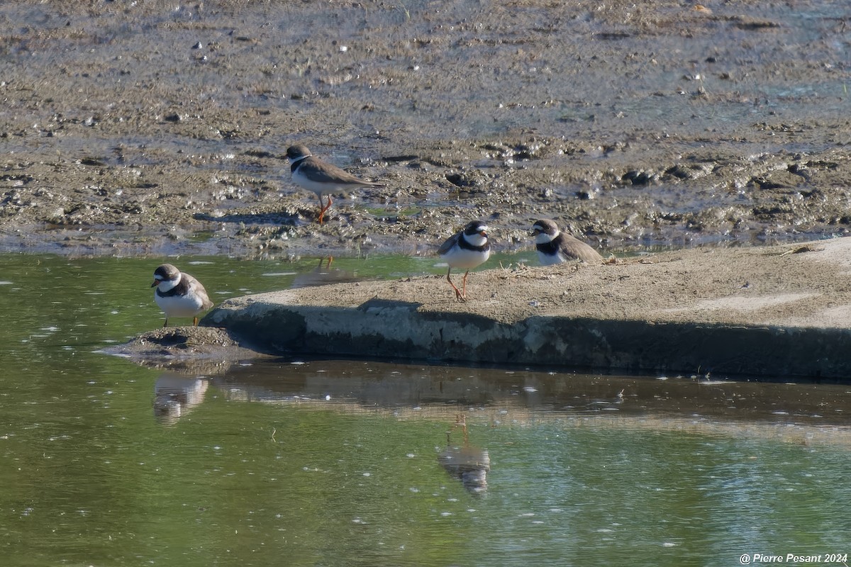 Semipalmated Plover - ML619629983