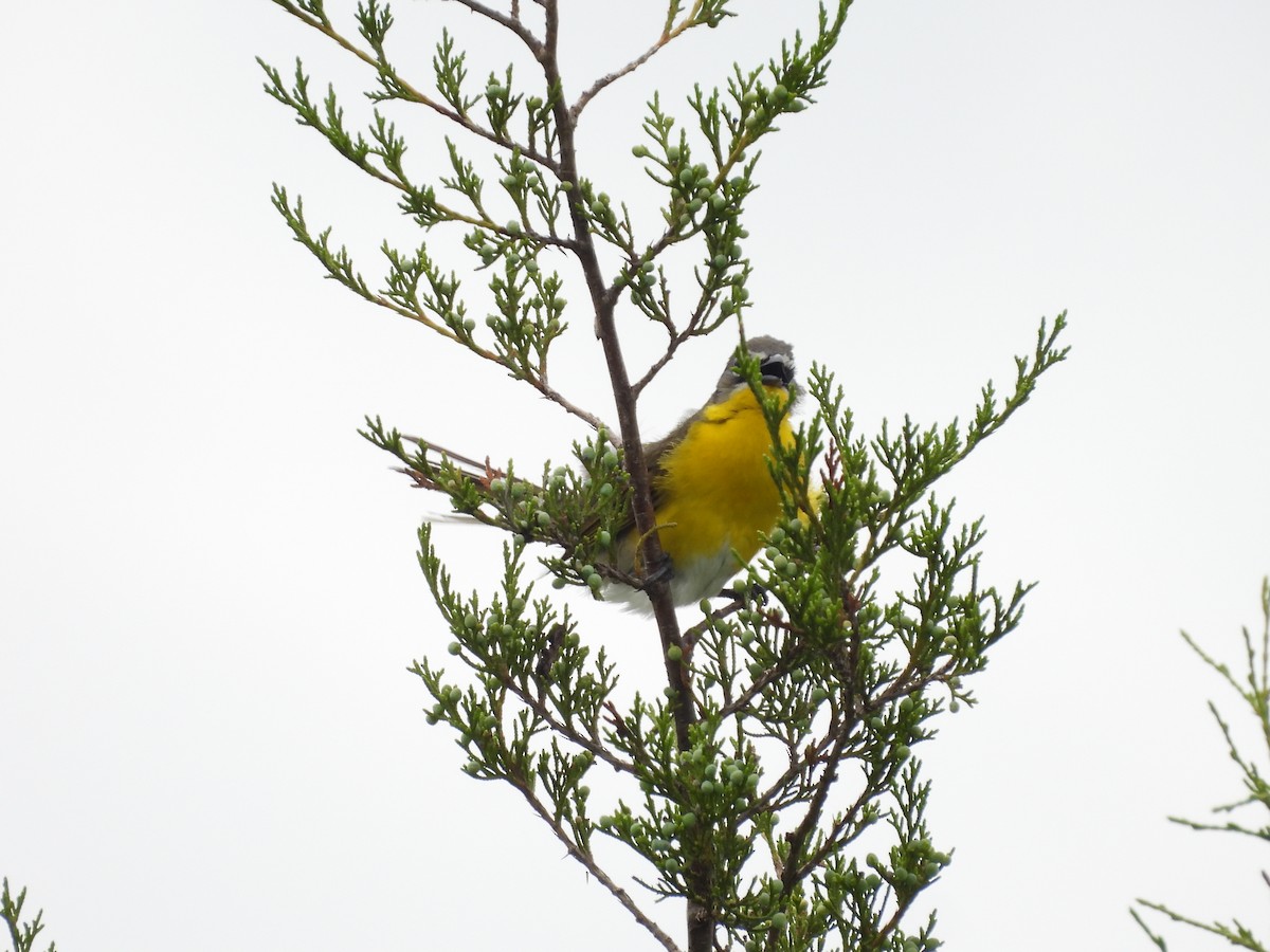 Yellow-breasted Chat - ML619630023