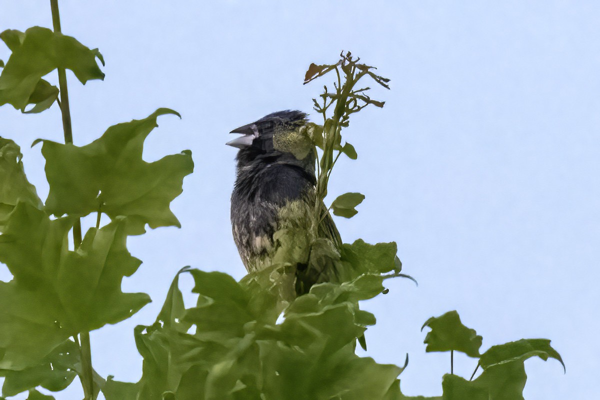 eBird Checklist 26 May 2024 Star Fort Pond 1 species
