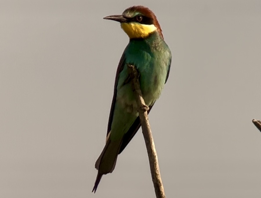 European Bee-eater - ML619630124