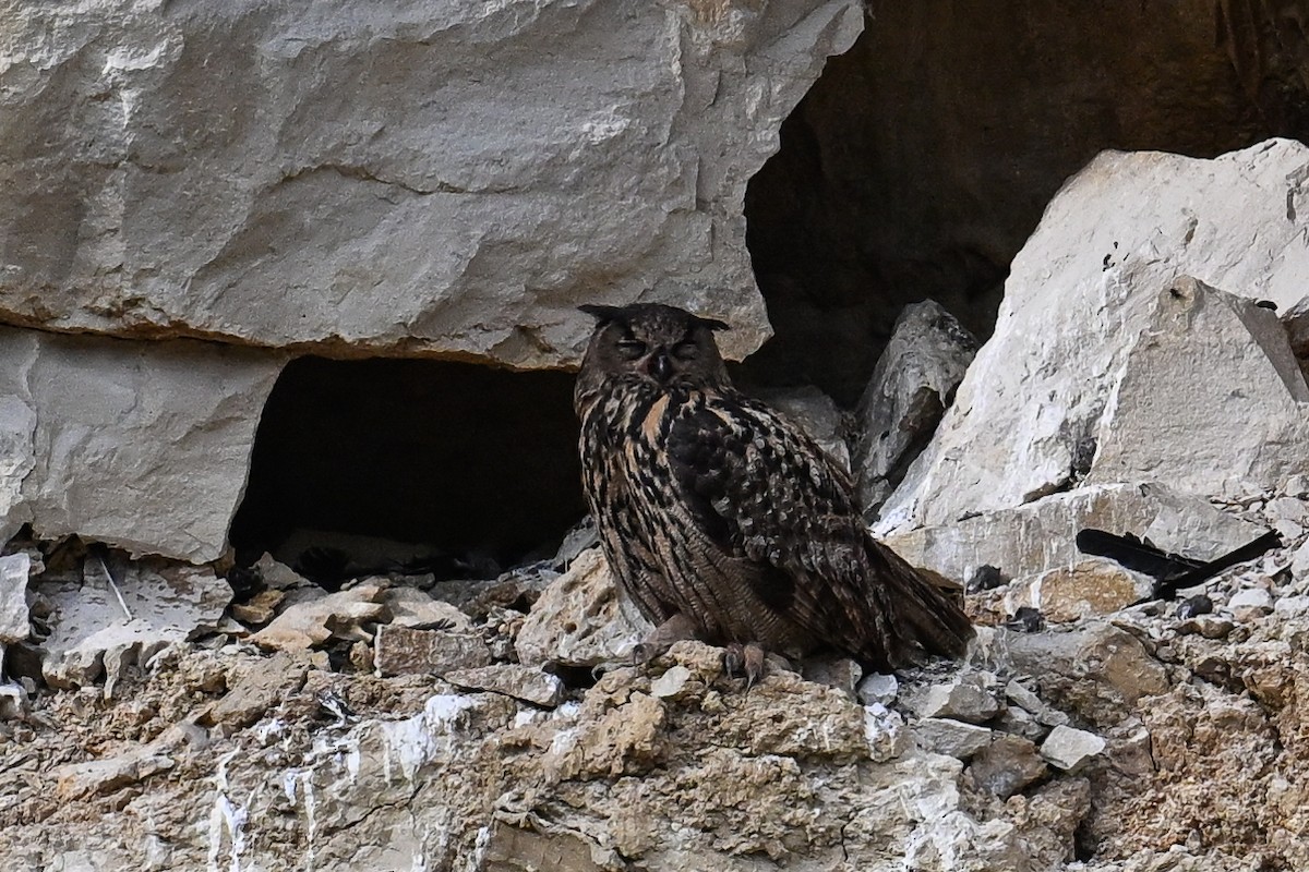 Eurasian Eagle-Owl - ML619630194