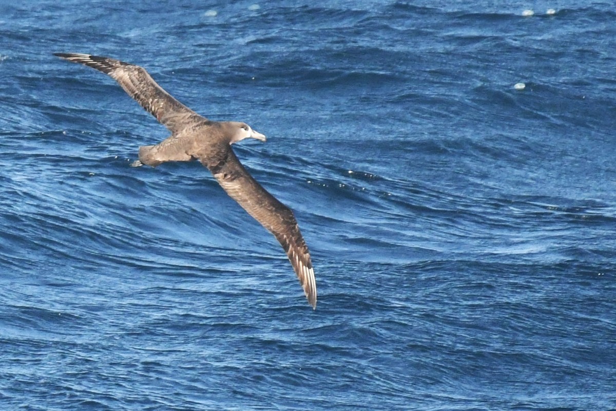 Albatros à pieds noirs - ML619630230
