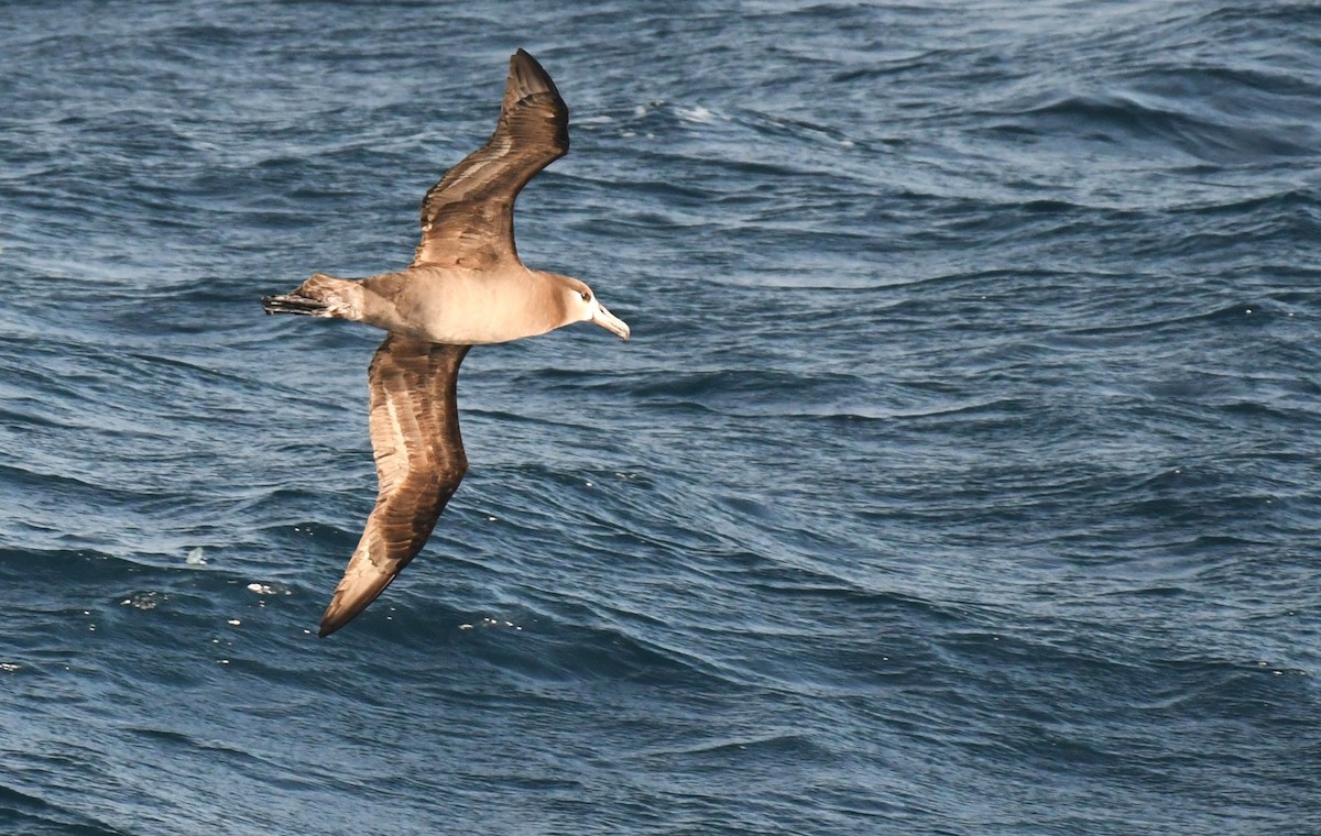 Albatros à pieds noirs - ML619630233