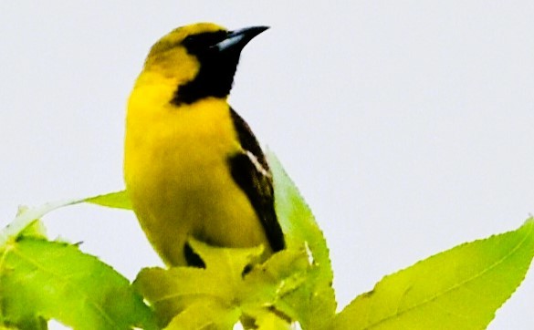 Orchard Oriole - ML619630314