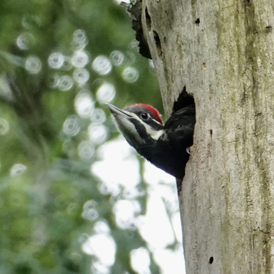 Pileated Woodpecker - ML619630357