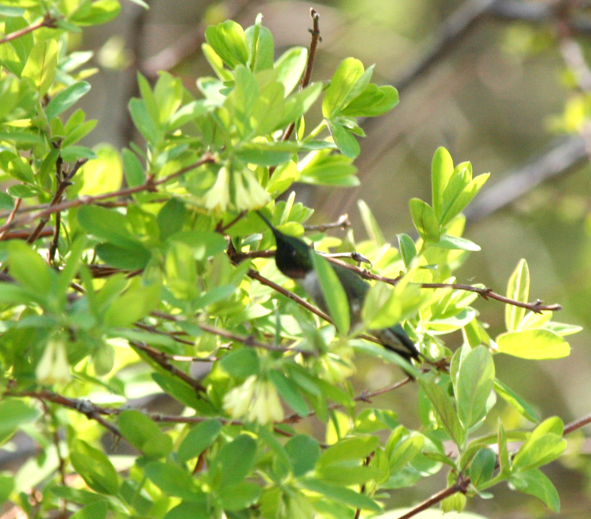 Yakut Boğazlı Kolibri - ML619630364