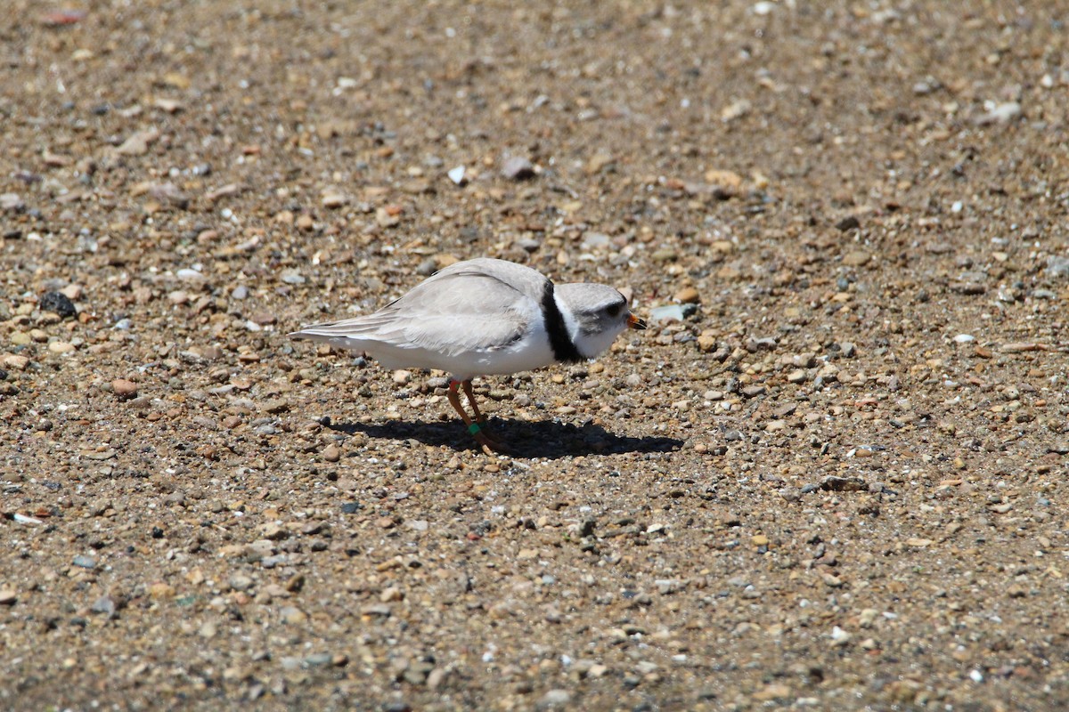 Piping Plover - ML619630436